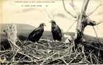 American Eagles In Nest