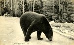Maine Black Bear    Postcard