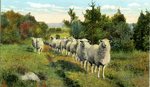 Sheep Standing All In A Row Postcard