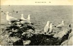 Sea Gulls and Sea Postcard
