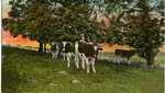 Cows in a Pasture Postcard