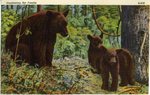 Mother Bear and Her Two Cubs Postcard