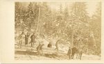 Logging Scene, Early 1920s, Maine