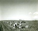 Potato Field Workers at Fort Fairfield