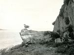 Roque Island, Maine, Gull on Rocks
