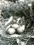 Roque Island, Maine, Eggs in a Nest