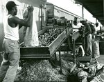 Potato Harvest, Workers at Conveyor Belt