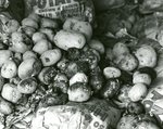 Potato Harvest, Diseased Potatoes