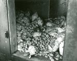 Potato Harvest, Diseased Potatoes