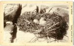 Nest and Eggs of American Herring Gull