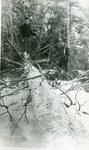 Lumbermen with Fallen Tree