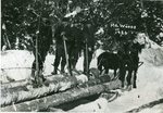 Logging Crew in the Maine Woods, 1926