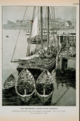 Mackerel schooner just arrived from cruise; crew dressing and salting the fish From photograph by T.W. Smillie