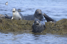 Harbor and gray seals on a rock and in the water