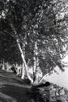 Lake Wassookeag Path from W.L. Fay's Cottage by Bert Call