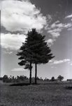 Pine Trees by Bert Call