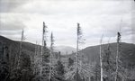 Untitled: Katahdin (Forest Scene) by Bert Call
