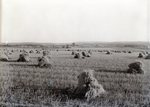 Grain Fields near Houlton by Bert Call