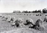 Grain Fields near Houlton by Bert Call
