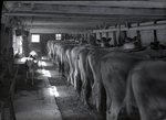Jack Roberts - Buildings and Cattle April 25, 1936 by Bert Call