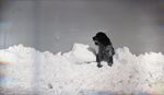 Dexter, Maine, Dog on Snowbank by Bert Call