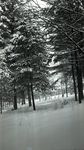 Dexter, Maine, Winter Woods by Bert Call