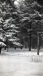 Maine Winter Forest by Bert Call