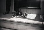 Kittens on a Porch by Bert Call