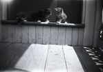 Kittens on a Porch by Bert Call