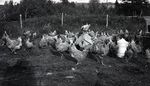 Maine Farm Animals, Chickens by Bert Call