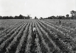 Maine Agriculture, Bean Field by Bert Call