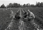 Maine Agriculture, Potato Field by Bert Call