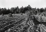 Maine Agriculture, Corn Shocks by Bert Call