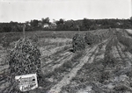 Maine Agriculture, Bean Field by Bert Call
