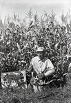 Maine Agriculture, Corn Field by Bert Call