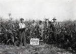 Maine Agriculture, Corn Field by Bert Call