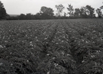 Maine Agriculture, Potatoes in Blossom by Bert Call