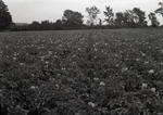 Maine Agriculture, Potatoes in Blossom by Bert Call