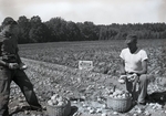 Maine Agriculture, Potato Field by Bert Call