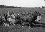 Maine Agriculture, Corn Harvest by Bert Call