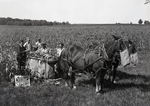 Maine Agriculture, Corn Harvest by Bert Call