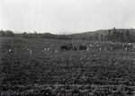 Maine Agriculture, Harvesting a Field by Bert Call