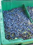 Milbridge blueberries