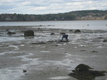 Clam digging at Hadley Point
