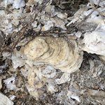 Ancient oyster
