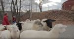 Growing Maine - Stoneheart Farm by Leslie Forstadt