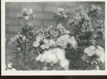 Second Flower Picture, Unknown Location by Franco-American Programs, Orono, ME