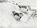 Maine Field Naturalist Bird Sightings Files, 1952-1972