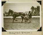 Hollyrood Brown by Guy Kendall