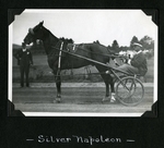 Silver Napoleon by Guy Kendall